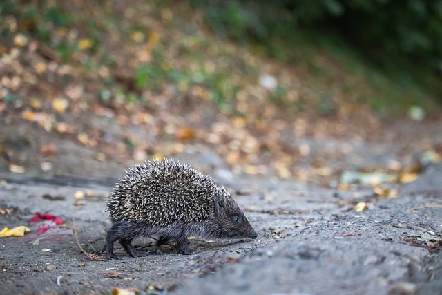 得益于他多 得益于他多